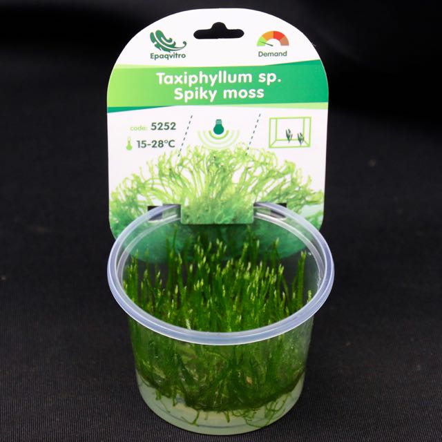 Spikey moss in cup